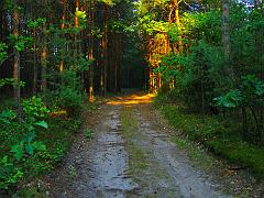 Forest Way